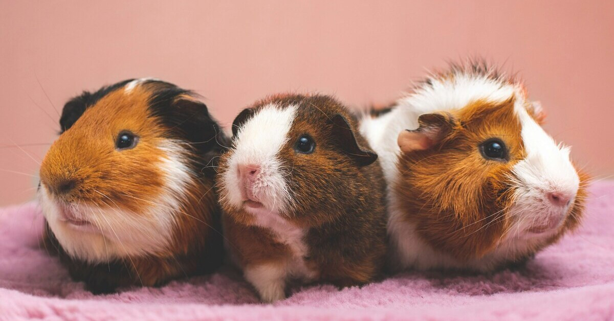 Drei Meerschweinchen auf rosa Decke Drei Meerschweinchen auf rosa Decke