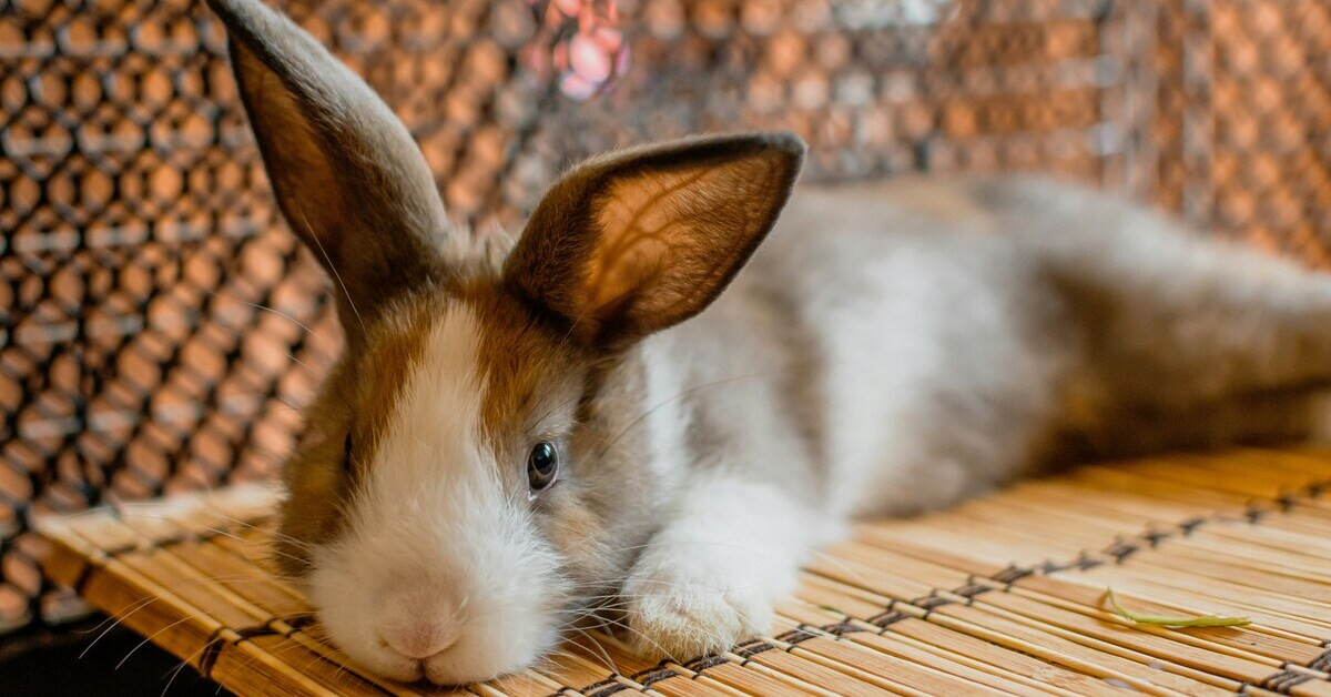 Kaninchen entspannt im Haus liegend Kaninchen liegt entspannt auf einer Unterlage im Haus