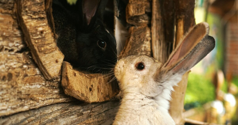 Hasen im Stall – Zwei Kaninchen in einer natürlichen Holzumgebung Zwei Hasen im Stall, einer schwarz und einer hellbraun, in einer Holzumgebung
