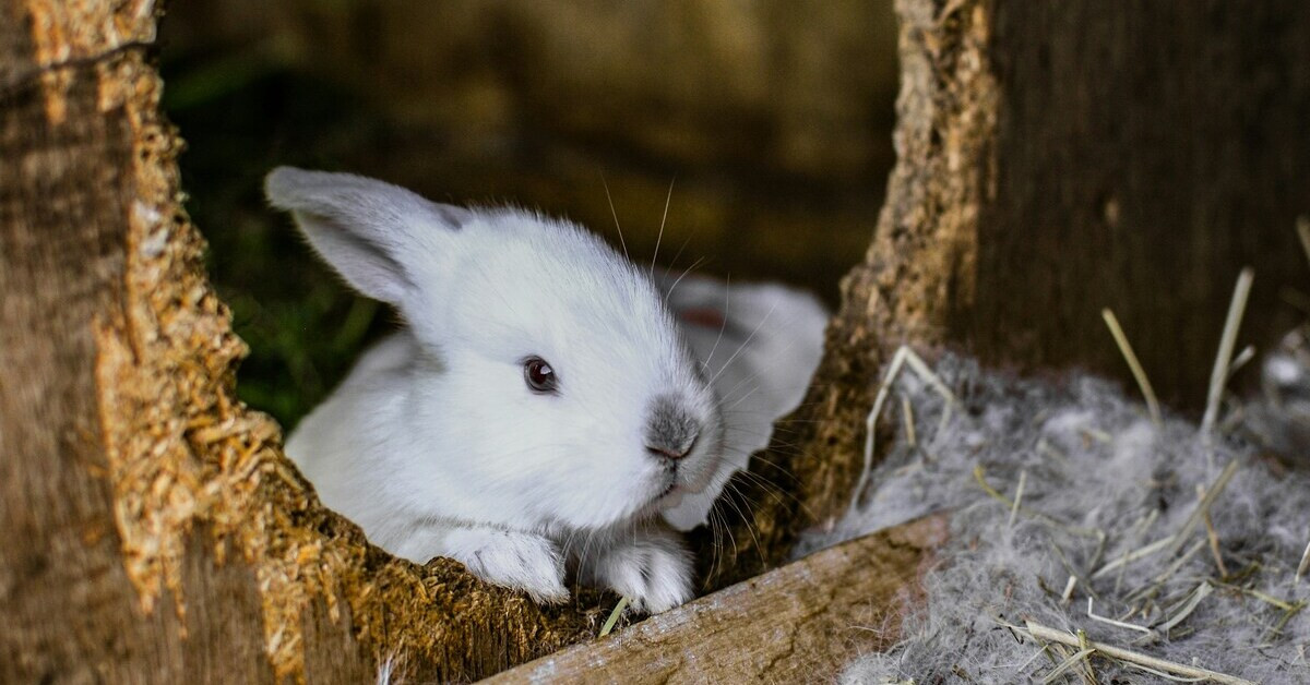 Weißes Kaninchen im Stall – Kaninchenhaltung und Stallhaltung Weißes Kaninchen im Stall aus Holz