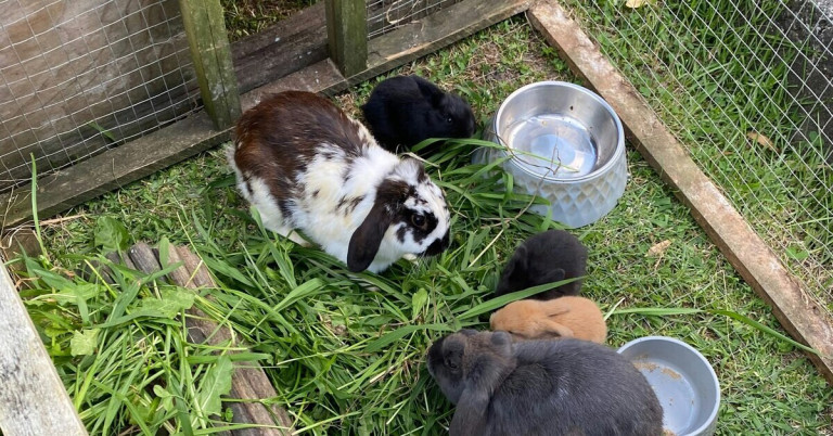 Kaninchen im Auslauf – Tiere genießen frisches Gras und Wasser Kaninchen im Auslauf beim Fressen von frischem Gras neben einem Wassernapf