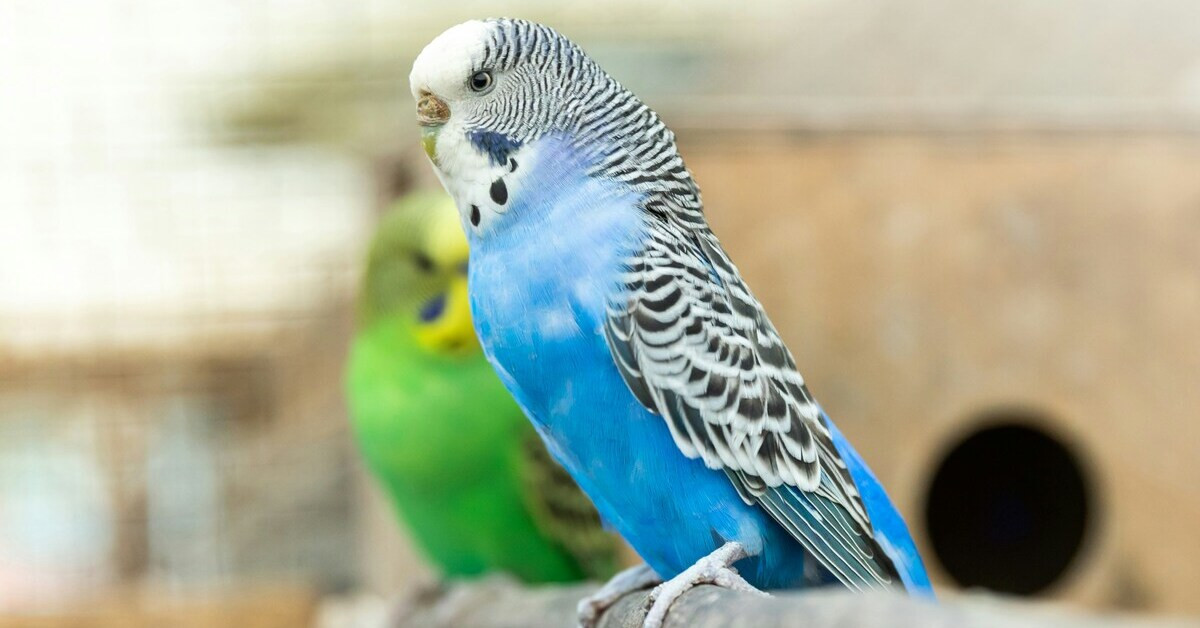 Blauer und grüner Wellensittich – Detailaufnahme von Wellensittichen Blauer Wellensittich sitzt auf einem Ast, im Hintergrund ein grüner Wellensittich
