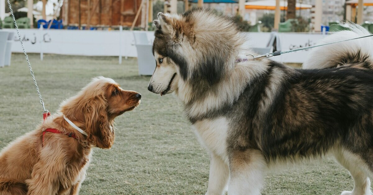 Großer und kleiner Hund begegnen sich auf einer Wiese