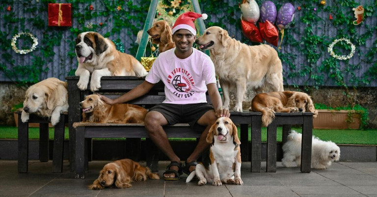 Der Hund als Weihnachtsgeschenk – festliche Szene mit mehreren Hunden und Weihnachtsdeko Mehrere Hunde als Weihnachtsgeschenk mit festlicher Dekoration und Weihnachtsmütze