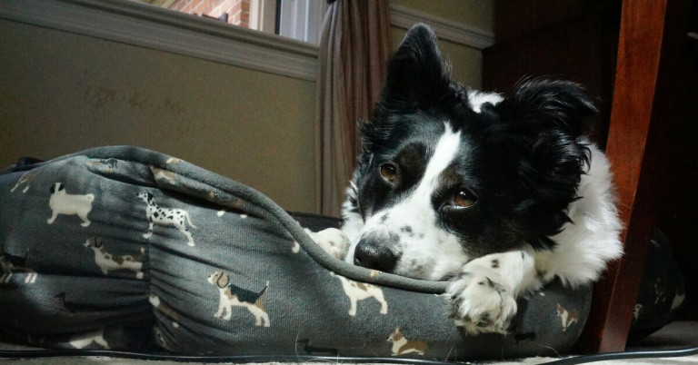 Hund liegt im Körbchen – entspannter Hund im Wohnzimmer Hund liegt entspannt im Körbchen im Wohnzimmer