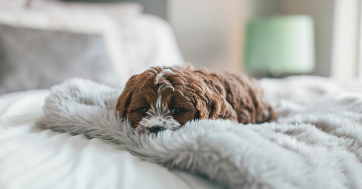Erkälteter Hund liegt auf einer weichen Decke und ruht sich aus