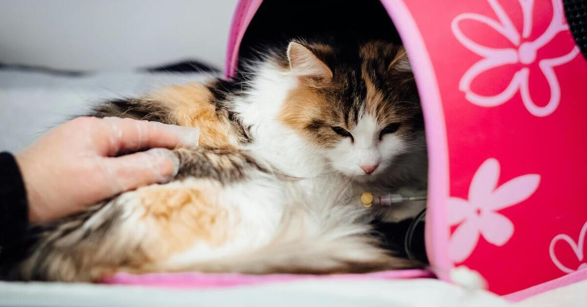 Katze wird mit Handschuh angefasst und medizinisch versorgt