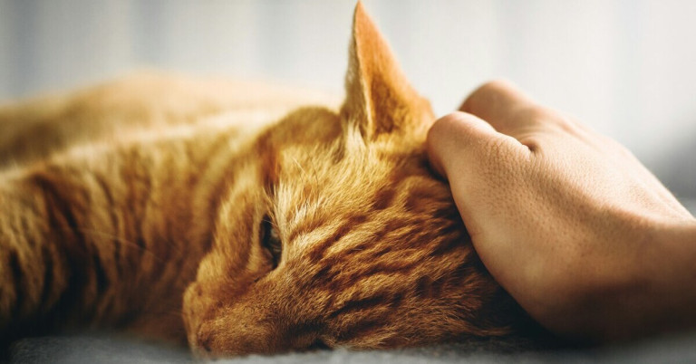 Kranke Katze wird liebevoll gestreichelt und gepflegt