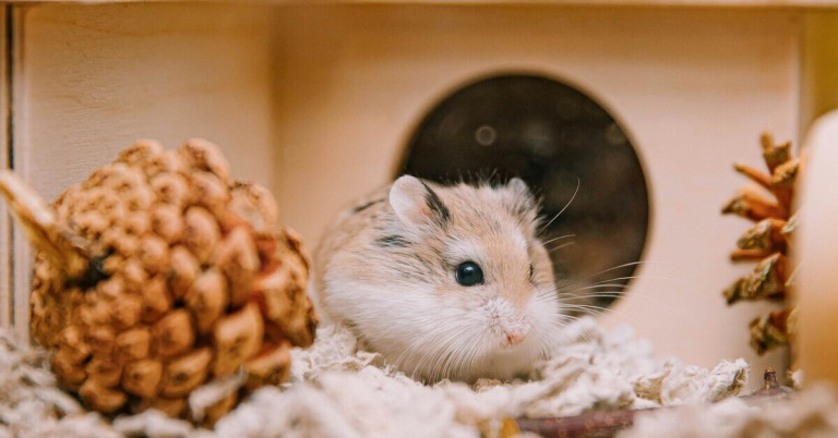Hamster im Käfig – süßes Haustier im eigenen Gehege Hamster im Käfig – niedlicher Hamster in seinem Gehege
