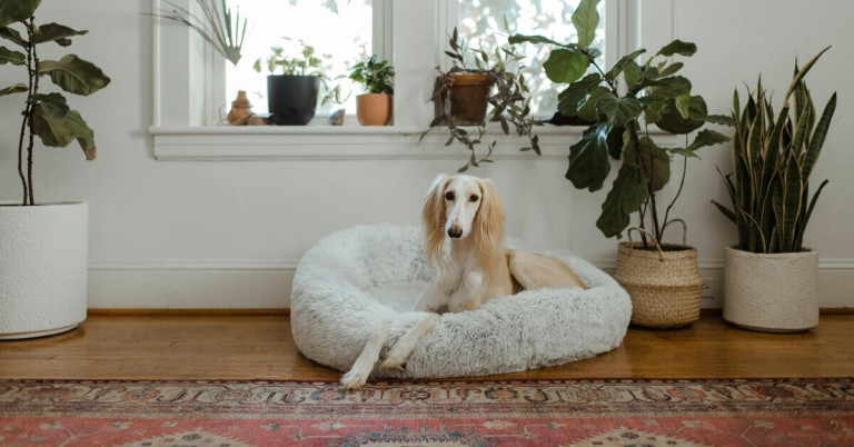 Hund entspannt im Korb im Wohnzimmer mit Pflanzen Hund liegt im weichen Korb im Wohnzimmer vor dem Fenster mit Zimmerpflanzen