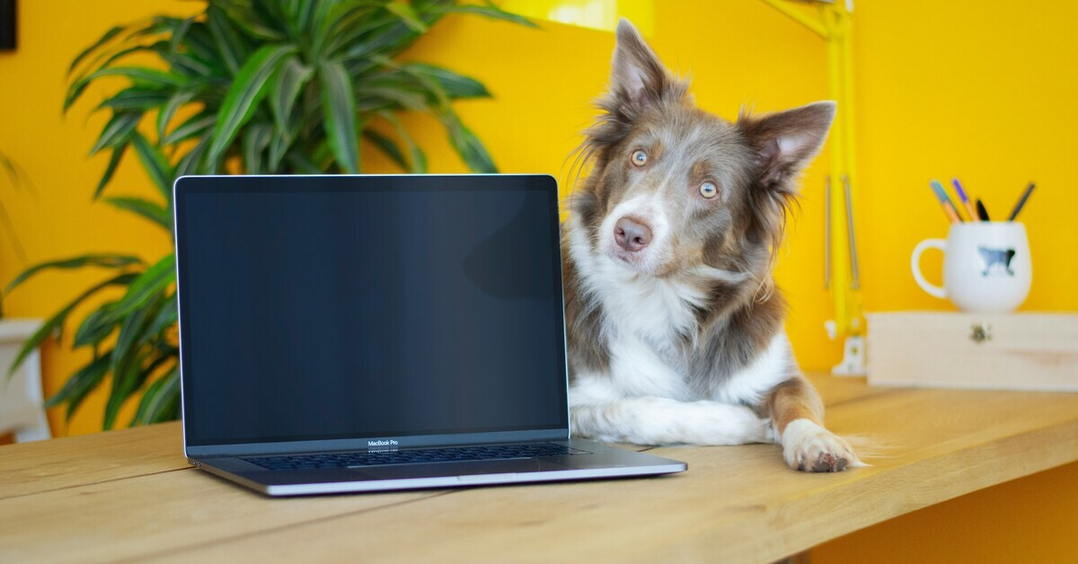 Hund sitzt am Laptop auf einem Tisch vor gelber Wand
