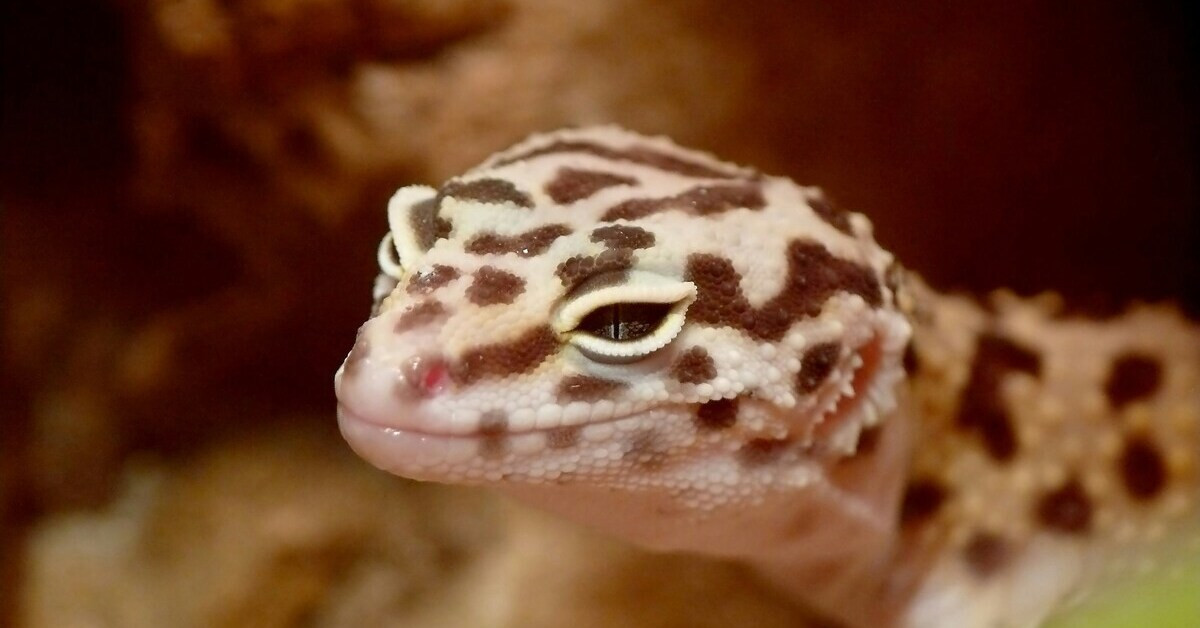 Nahaufnahme eines Geckos mit detaillierter Hautstruktur und Muster