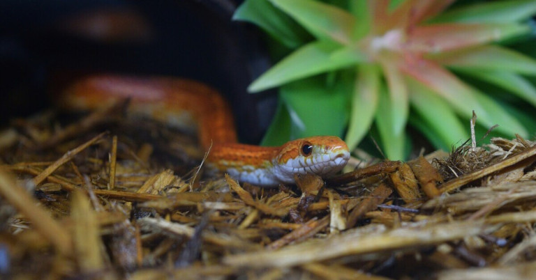 Schlange im Terrarium auf Holzsubstrat vor grüner Pflanze
