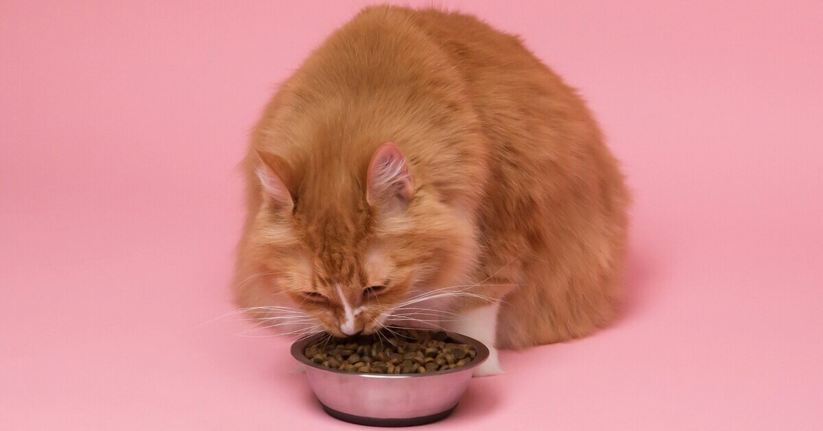 Katze beim Essen von Trockenfutter aus einem Napf vor rosa Hintergrund