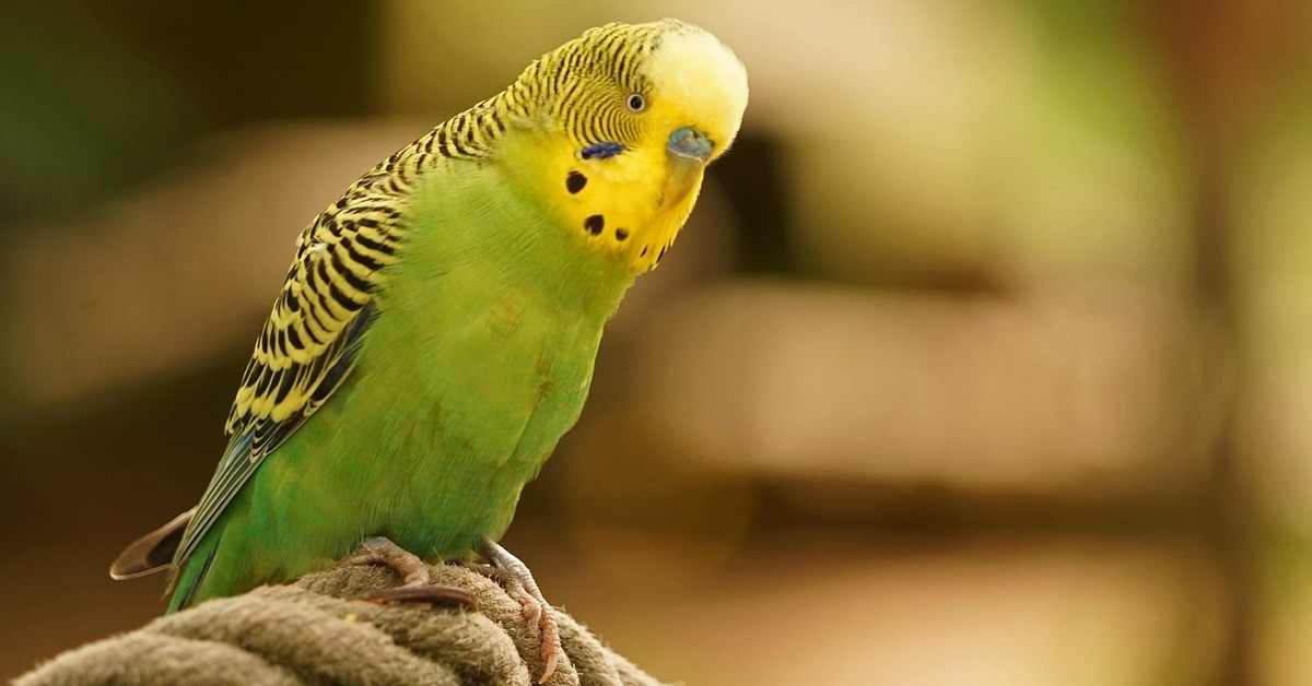 Kleiner Wellensittich mit grünem Gefieder auf einem Ast