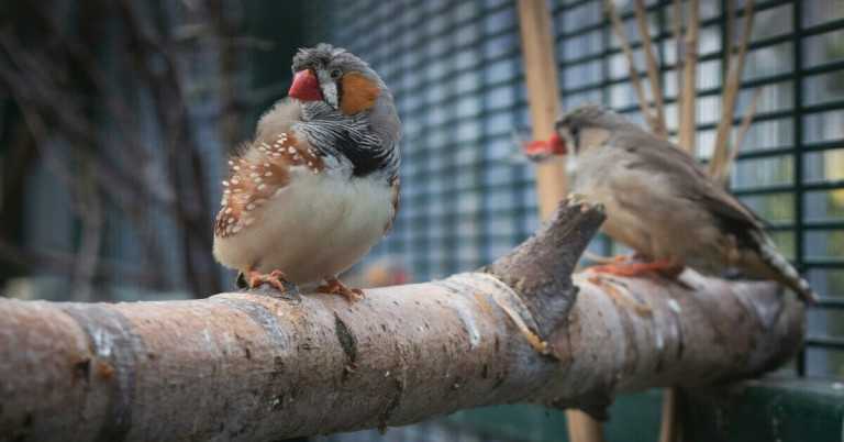 Zebrafinken sitzen auf einem Ast in einer Voliere