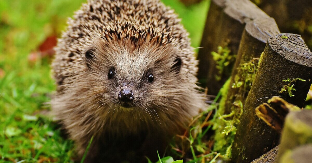 Europäischer Igel in natürlicher Umgebung