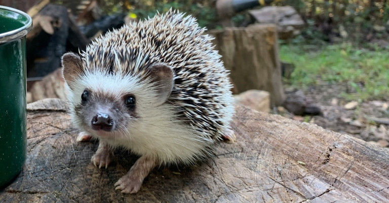 Weißbauchigel – Afrikanischer Weißbauchigel in natürlicher Umgebung Weißbauchigel auf einem Baumstamm in natürlicher Umgebung