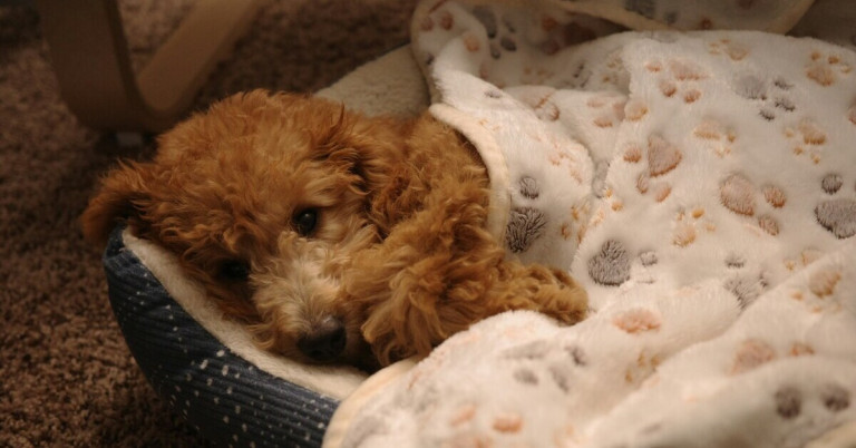 Kranker Welpe liegt in einer Decke und ruht sich aus