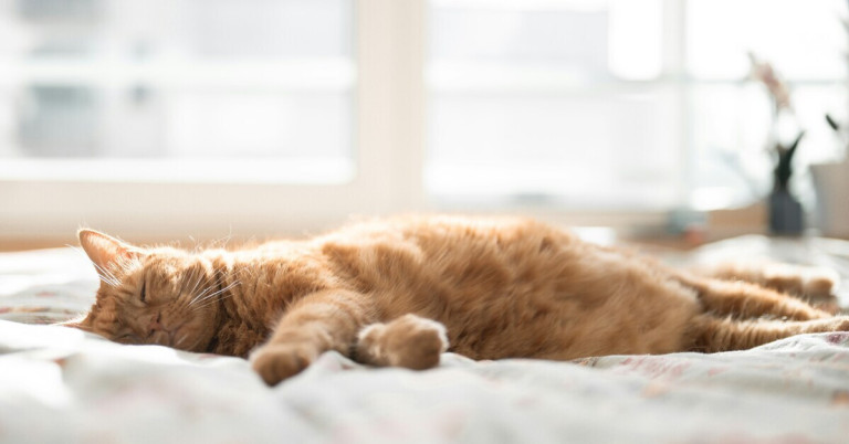 Katze liegt entspannt auf dem Bett und genießt die Sonne Katze liegt entspannt auf dem Bett in der Sonne