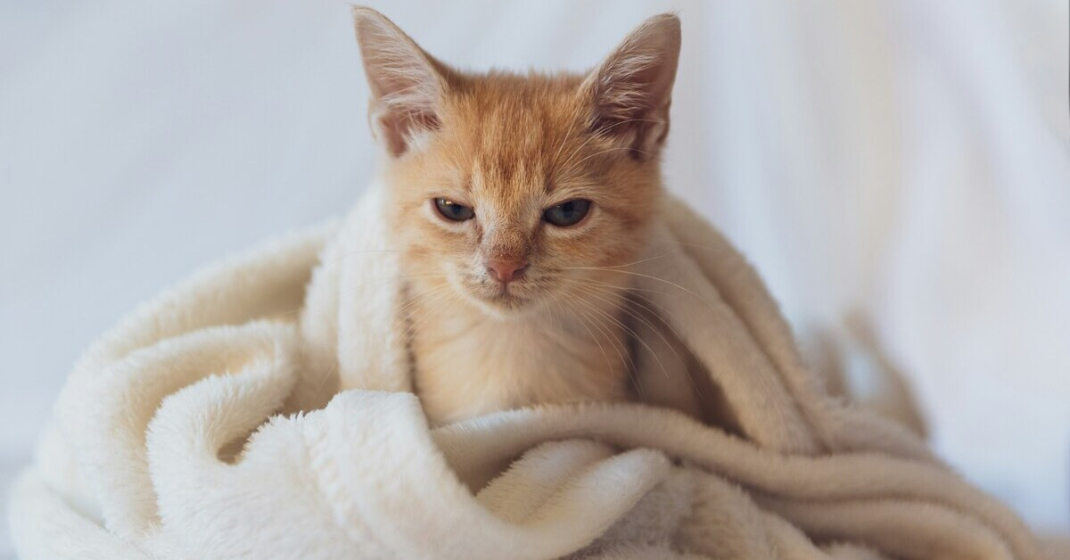 Süßes Kätzchen eingekuschelt in eine weiche Decke