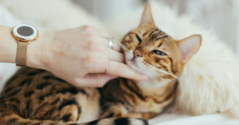 Katze streicheln – Tipps und Vorteile fr das Wohlbefinden der Katze Katze wird gestreichelt und genießt die Zuwendung