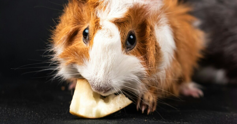 Knabberndes Meerschweinchen beim Fressen von Gemüse Knabberndes Meerschweinchen frisst ein Stück Gemüse