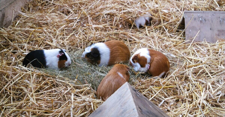 Gruppe von Meerschweinchen im Stroh – niedliche Meerschweinchen beim Fressen Gruppe von Meerschweinchen im Stroh beim Fressen und Ausruhen