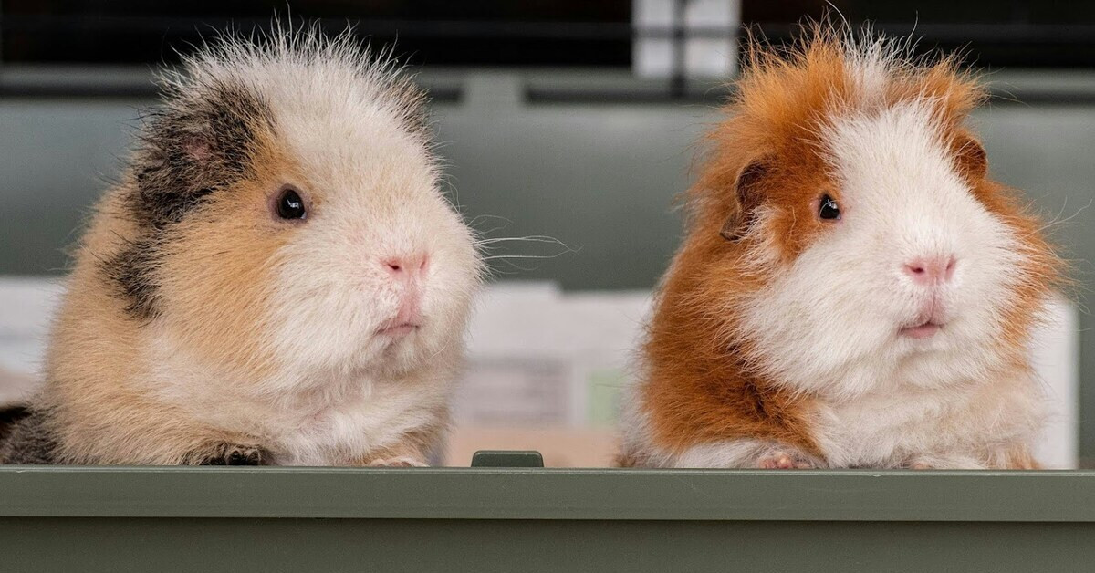 Zwei zerzauste Meerschweinchen sitzen nebeneinander in einer Box