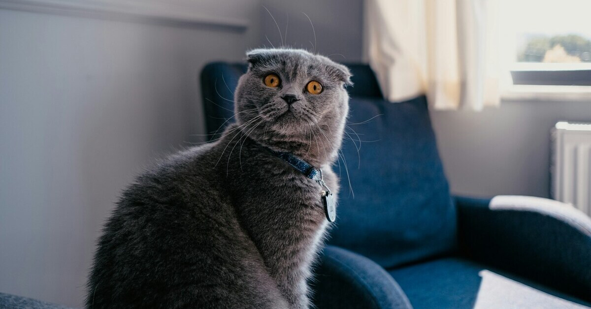 Flabbergasted Cat mit erstaunter Mimik auf einem Sessel