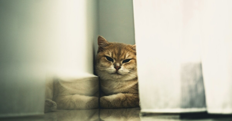 Katze versteckt sich zwischen Vorhängen und schaut hervor