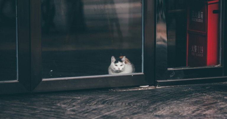 Katze schaut aus dem Fenster und beobachtet die Umgebung