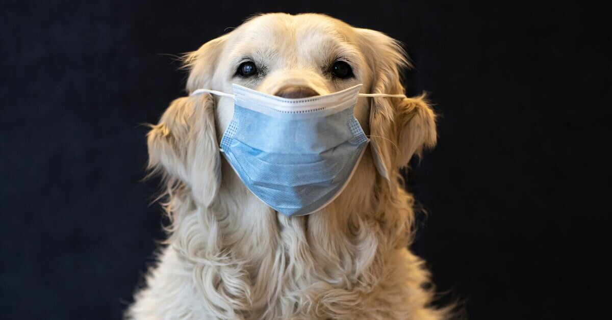 Hund mit Atemmaske vor dunklem Hintergrund