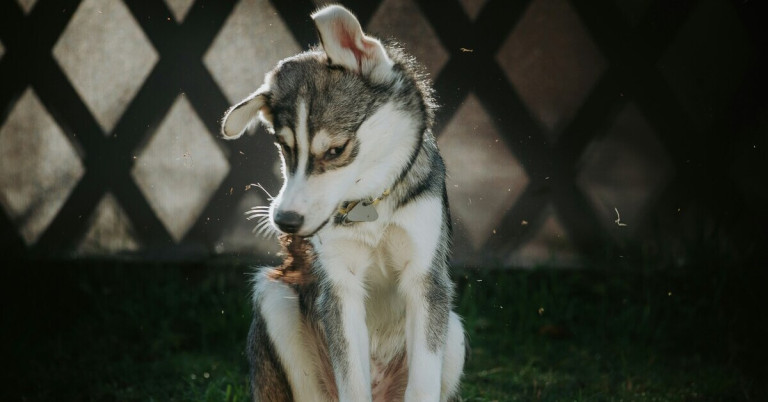 Haarender Hund im Garten, Fellverlust bei Hunden