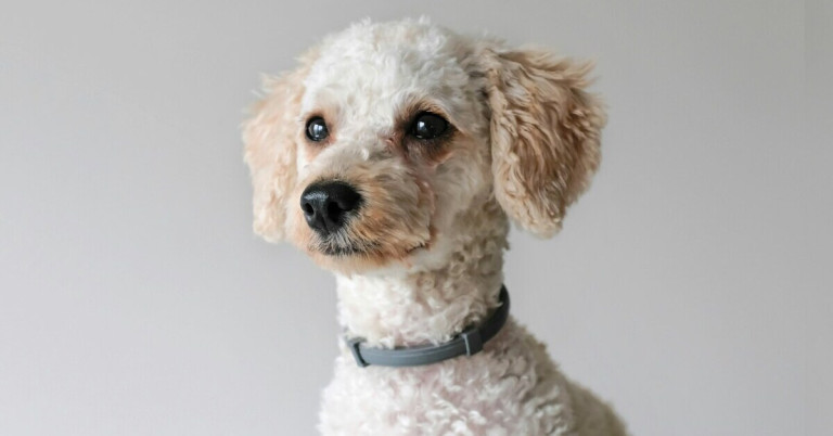 Zwergpudel mit lockigem, hellem Fell und grauem Halsband