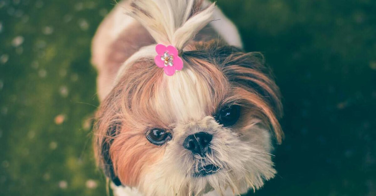 Shih Tzu Hund mit rosa Haarschleife im Fell