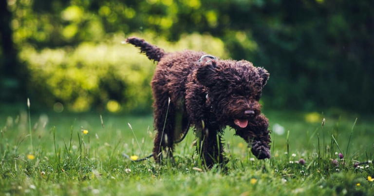 Lagotto Romagnolo Hund läuft auf einer Wiese