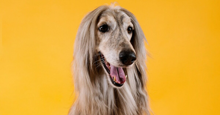 Afghanischer Windhund mit langem, seidigem Fell vor gelbem Hintergrund