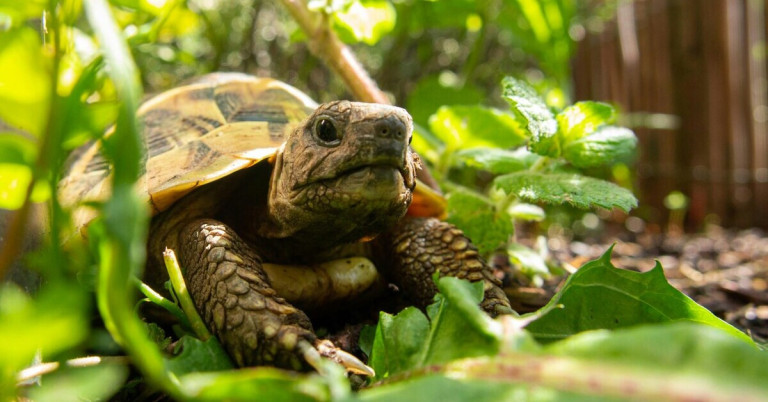 Schildkröte im Garten – Nahaufnahme zwischen Pflanzen Schildkröte im Garten zwischen grünen Pflanzen