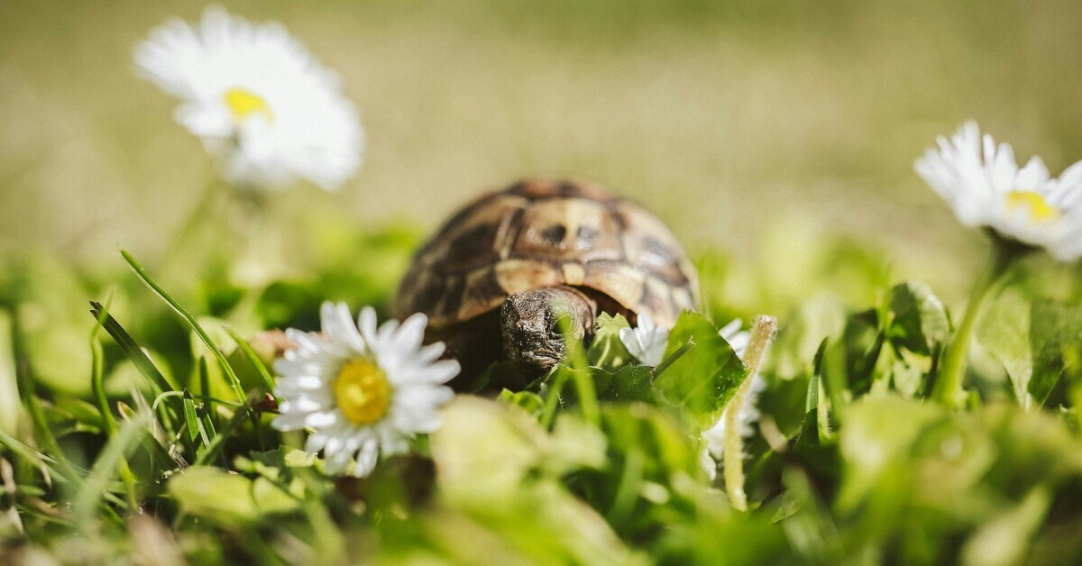 Kleine Schildkröte auf einer Wiese zwischen Gänseblümchen
