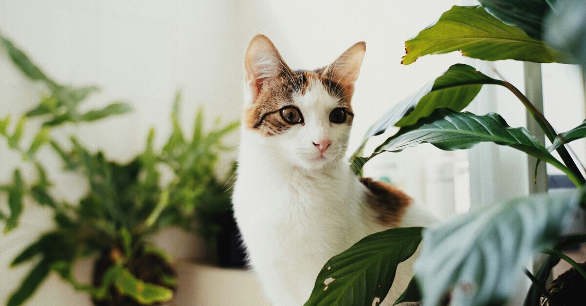 Katze schaut sich aufmerksam um zwischen grünen Zimmerpflanzen