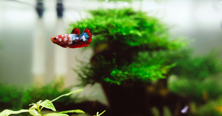 Aquarium mit buntem Fisch und grünen Wasserpflanzen