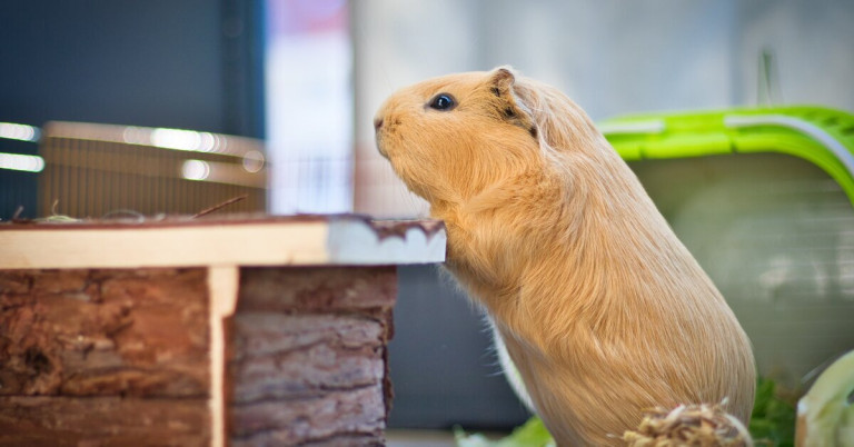 Meerschweinchen klettert auf eine erhöhte Fläche im Gehege