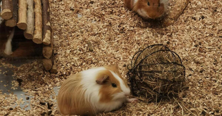 Zwei Meerschweinchen spielen gemeinsam im Gehege mit Heuball