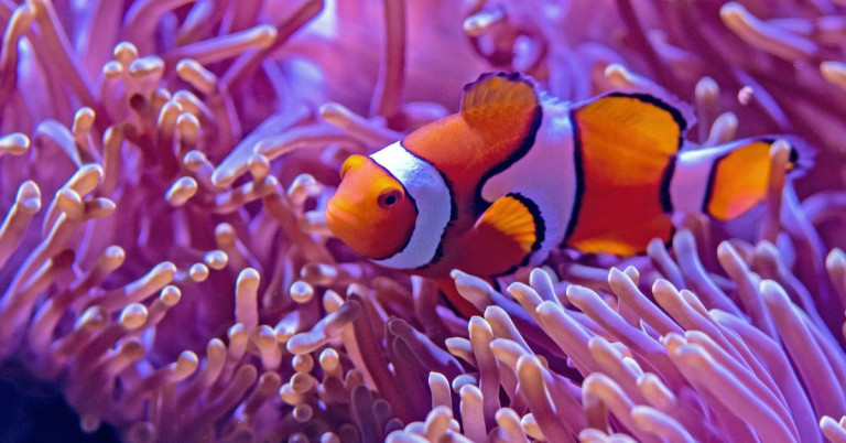 Clownfisch schwimmt in einer Anemone im Meer
