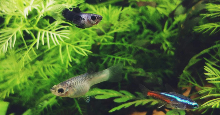 Guppys im Aquarium mit grünen Wasserpflanzen