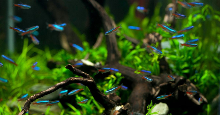 Schwarm von Neonsalmlern im Aquarium zwischen Wasserpflanzen und Wurzeln