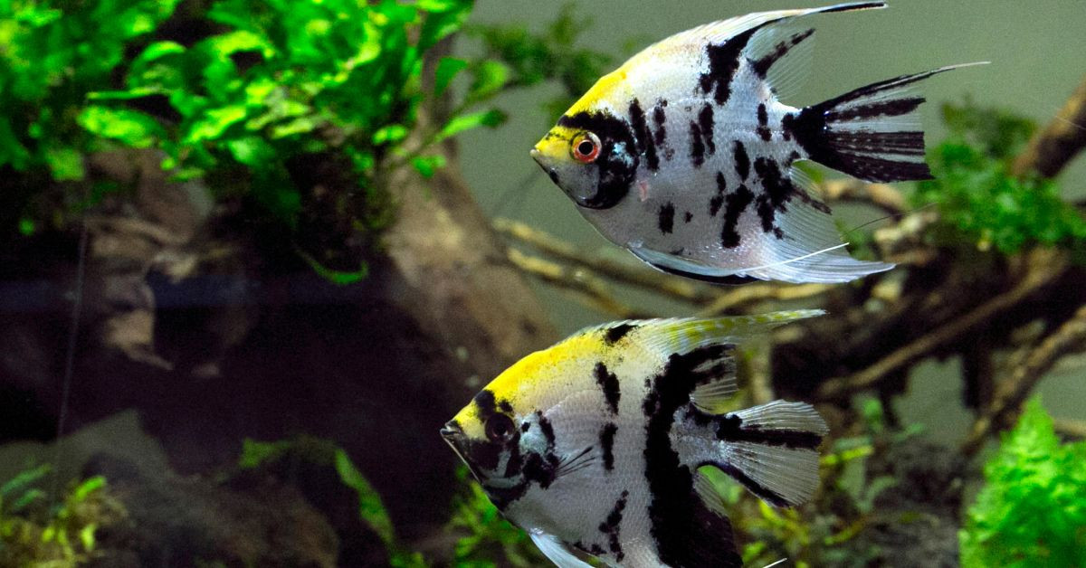 Zwei Skalare im bepflanzten Aquarium vor grünem Hintergrund