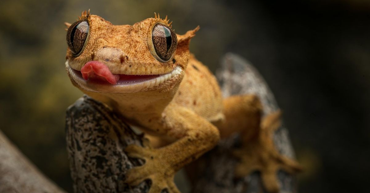 Gecko Portrait – Nahaufnahme eines Geckos mit herausgestreckter Zunge