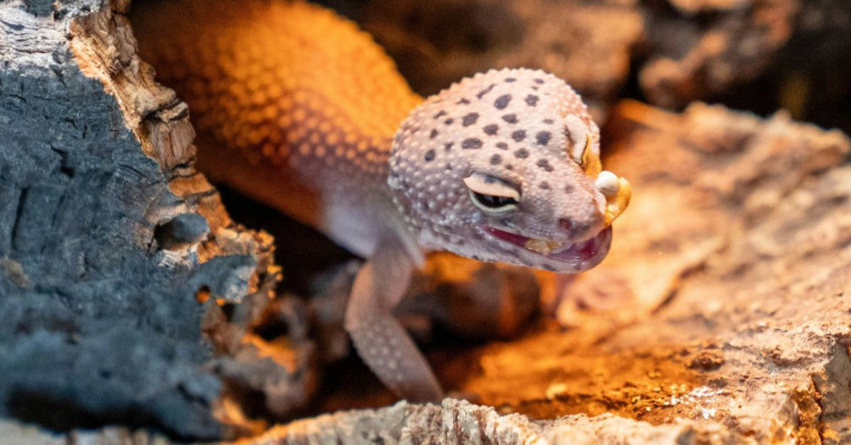 Leopardgecko Jungtier Makro – Detailreiche Nahaufnahme eines jungen Leopardgeckos Makroaufnahme eines Leopardgecko-Jungtiers in natürlicher Umgebung